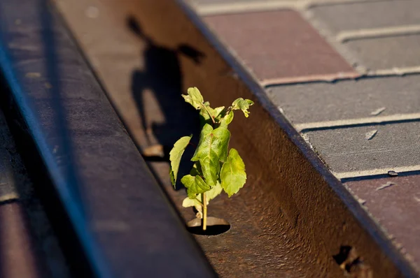 Terk edilmiş bir demiryolunda yetişen akçaağaç külü filizinden.