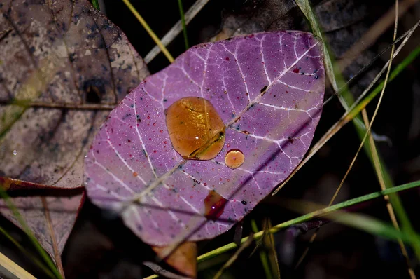 Güzel sumac yaprağı