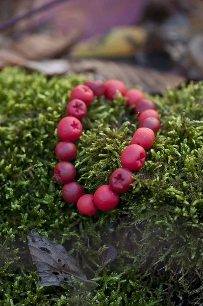 Yeşil yosun üzerinde kürek bileziği