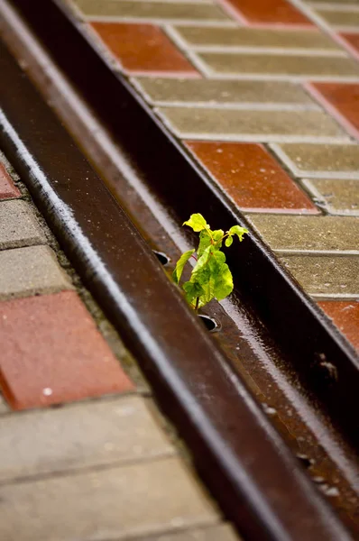 Yağmurlu bir yaz gününde, terk edilmiş bir yerde yetişen akçaağaçtan çıkan kül. 