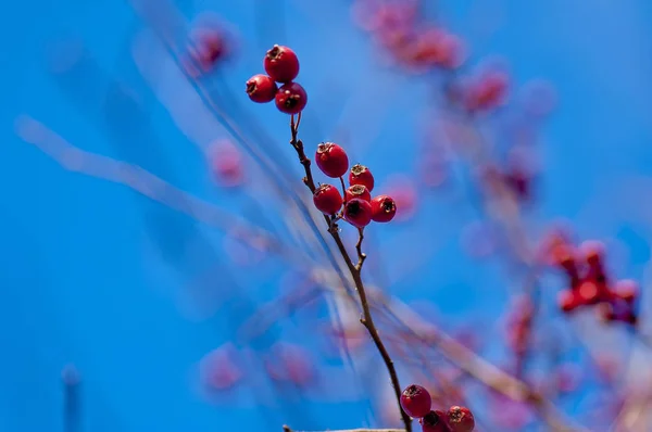 Ramo de birdberry — Fotografia de Stock