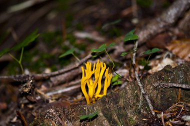 Mantar geyiği boynuzları