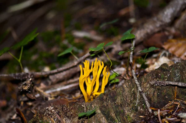 Mantar geyiği boynuzları
