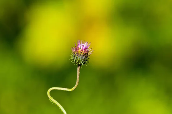 Yeşil arkaplanda kavisli bir sapta pembe çiçek. 