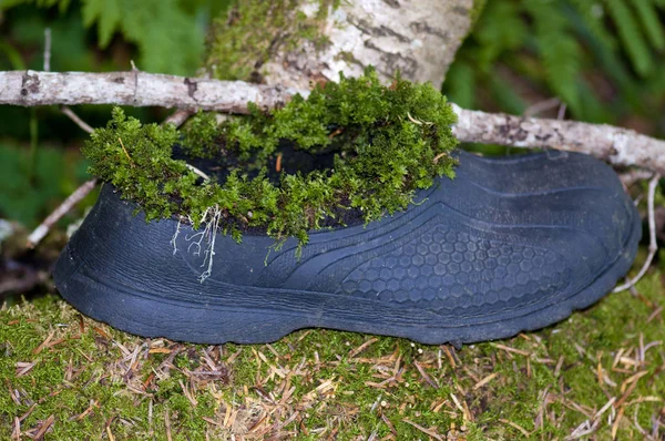 Yeşil yosun kaplı eski kauçuk galoş.