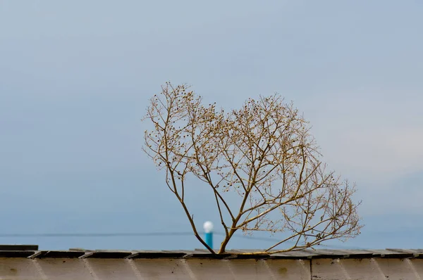 rolling stone on wood roof