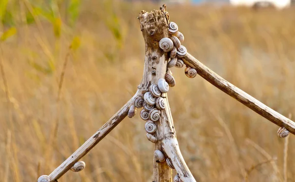 Azov bozkırında kurumuş sümüklü böcek.