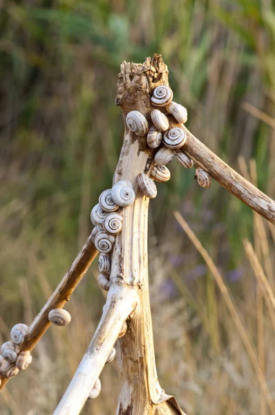 Azov bozkırında kurumuş sümüklü böcek.