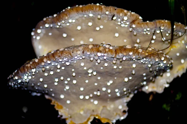 覆满露水的树真菌 — 图库照片