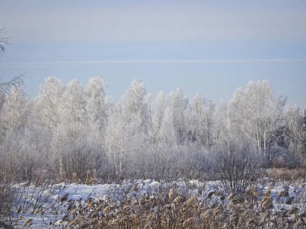 Frostig Vinterdag Björkskogen Vintern Alla Träd Rimfrosten — Stockfoto