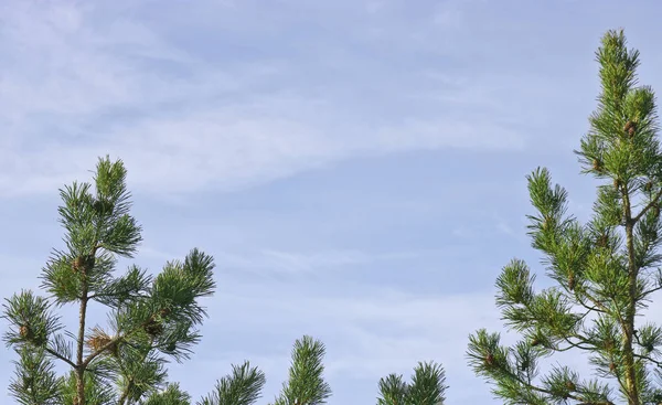 Natürlicher Rahmen Aus Kiefernzweigen Mit Blauem Himmel Auf Dem Hintergrund — Stockfoto