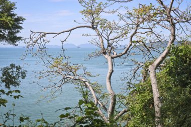 Güzel tropik sahil Tayland, dağlardan görünümüne masmavi deniz yoluyla bir ağaç, Krabi, Ao Nang yeşillik.