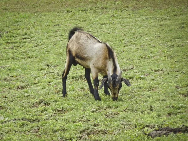 Goat with a contrasting color graze on a green pasture, Thailand.