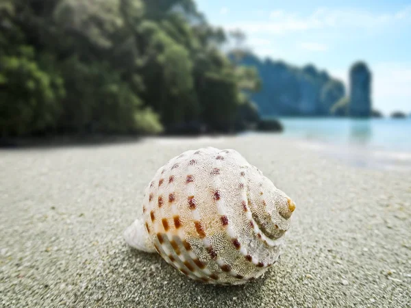 Ungewöhnliche Muscheln im Sand an der Küste des Meeres, Thailand. — Stockfoto