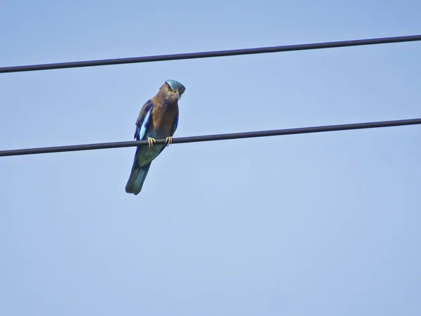 Pájaro Azul Tailandia Rodillo Indio Coracias Benghalensis Sienta Los Cables — Foto de Stock