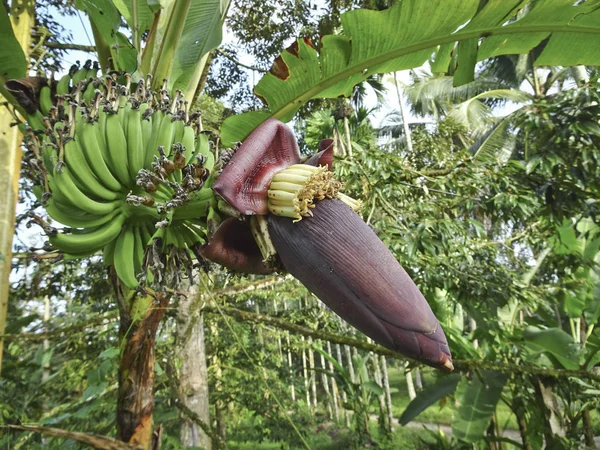 Flor Plátano Frutas Plátano Árbol Condiciones Naturales — Foto de Stock