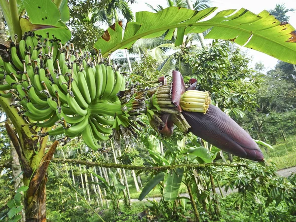 Flor Plátano Frutas Plátano Árbol Condiciones Naturales — Foto de Stock