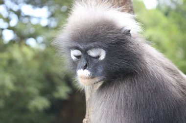 Komik sevimli maymun gözlüklü langur (Trachypithecus burnu) ulusal parkta. Bir langur portresi