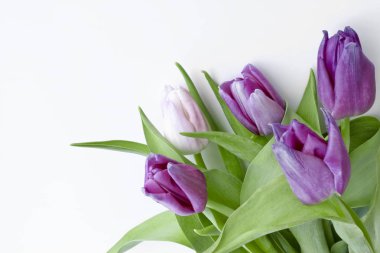 Lila ve beyaz laleler beyaz zemin üzerine taze yeşil yaprakları ile bir buket. Metin için yer kopyalayın.