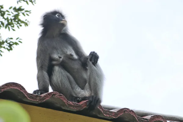 Смешные Милые Обезьяны Очках Langur Trachypithecus Obscurus Национальном Парке Кормящая — стоковое фото