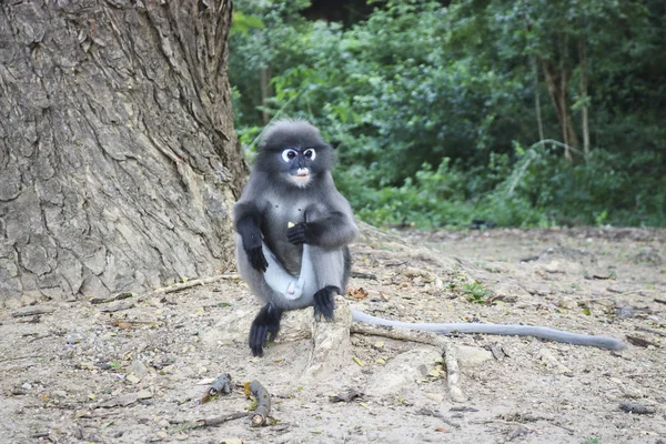 Zabawny Cute Małpy Okularowy Langur Trachypithecus Obscurus Parku Narodowym Samotny — Zdjęcie stockowe
