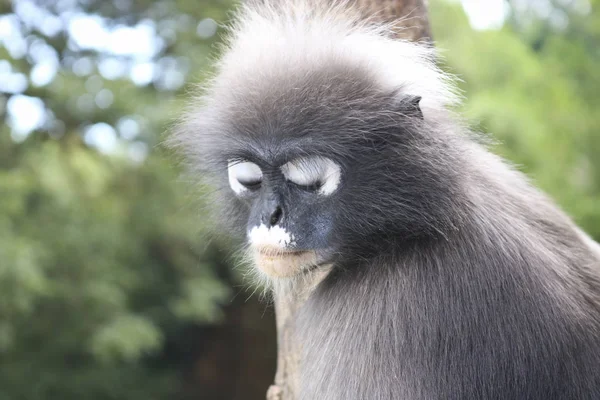 Смешные Милые Обезьяны Очках Langur Trachypithecus Obscurus Национальном Парке Портрет — стоковое фото