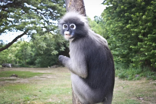 Zabawny Cute Małpy Okularowy Langur Trachypithecus Obscurus Parku Narodowym — Zdjęcie stockowe