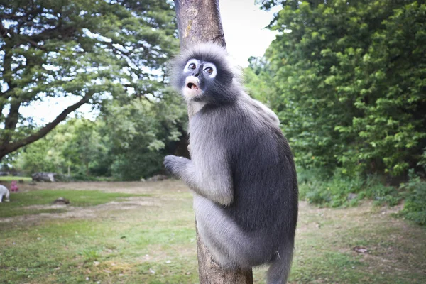 Macacos Bonitos Engraçados Lângur Espetacular Trachypithecus Obscurus Parque Nacional — Fotografia de Stock