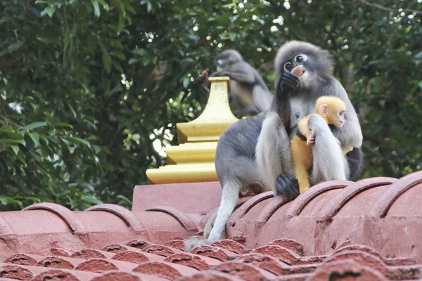 귀여운 원숭이 랑구르 Trachypithecus Obscurus 공원에서 원숭이 Milf 그녀의 아기를 — 스톡 사진