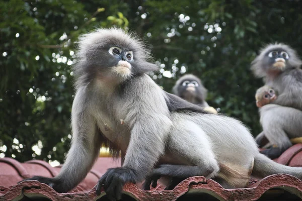 Lustige Süße Affen Brillenlangur Trachypithecus Obscurus Nationalpark — Stockfoto