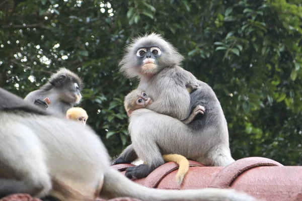 Divertidos Monos Lindos Con Gafas Langur Trachypithecus Obscurus Parque Nacional —  Fotos de Stock