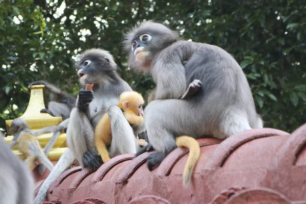 Funny cute monkeys spectacled langur (Trachypithecus obscurus) in the national park. Female monkey milf holding her little yellow baby.