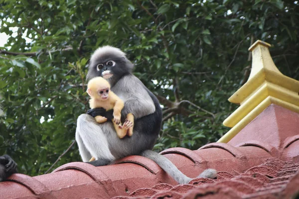 Vicces Aranyos Majmok Pápaszemes Langur Trachypithecus Obscurust Nemzeti Park Női — Stock Fotó