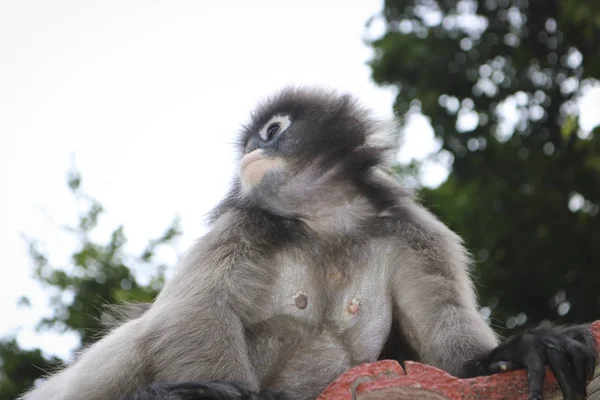 Zabawny Cute Małpy Okularowy Langur Trachypithecus Obscurus Parku Narodowym — Zdjęcie stockowe