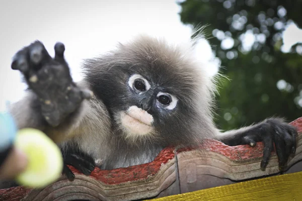 Lustige Süße Affen Brille Langur Trachypithecus Obscurus Nationalpark Der Junge — Stockfoto