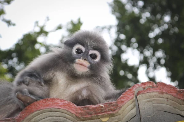 Macacos Bonitos Engraçados Lângur Espetacular Trachypithecus Obscurus Parque Nacional — Fotografia de Stock