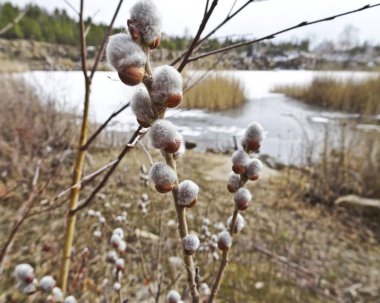 Willow baharda kabarık tomurcukları yayımladı