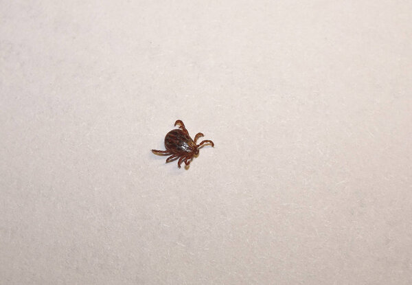 Meadow tick (Dermacentor reticulatus) against white paper - a carrier of dangerous diseases