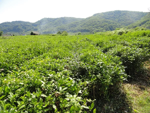 Plantagen Mit Grünen Teebüschen Den Bergen Des Krasnodar Gebietes — Stockfoto
