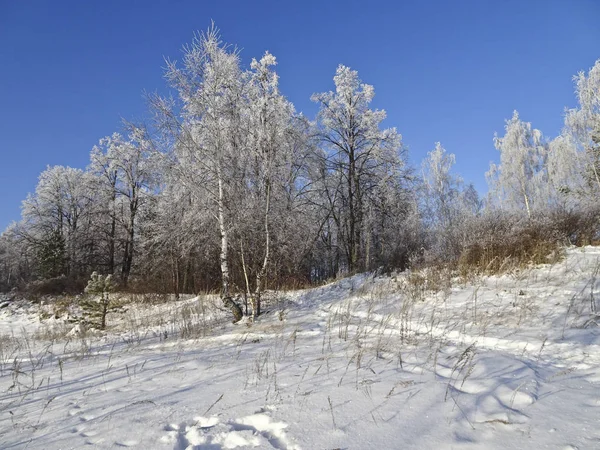 Winter landscape - snow-covered birches on a frosty sunny day against the blue cloudless sky. Snow on the branches of birches. Frost and sun.