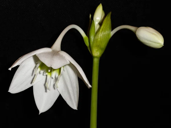 Flor Eucarística Blanca Planta Casera Sobre Fondo Negro — Foto de Stock