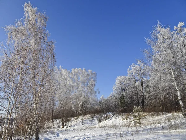 Pejzaż Zimowy Pokryte Śniegiem Brzozy Mroźny Dzień Słoneczny Przeciw Błękitne — Zdjęcie stockowe