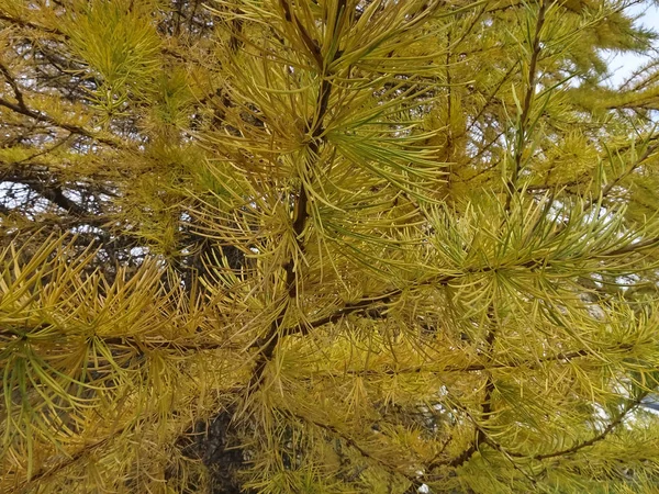 Herbstliche Textur Gelbe Nadeln Aus Lärche Den Zweigen Schließen Sich — Stockfoto