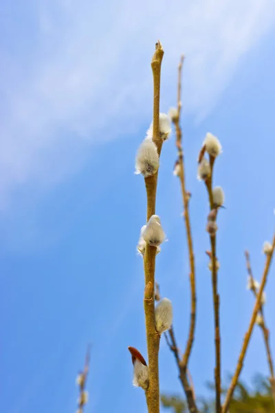 Çiçek açan willow mavi gökyüzü. Palmiye pazarı, Paskalya — Stok fotoğraf