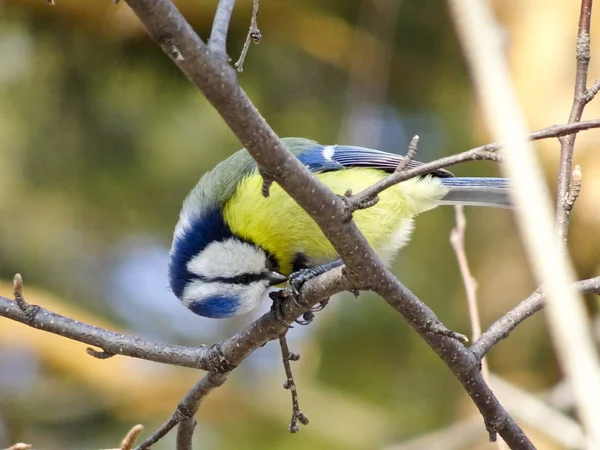 Parlak Sarı Mavi Kuş Bir Ağaçta Avrasya Mavi Baştankara Cyanistes — Stok fotoğraf