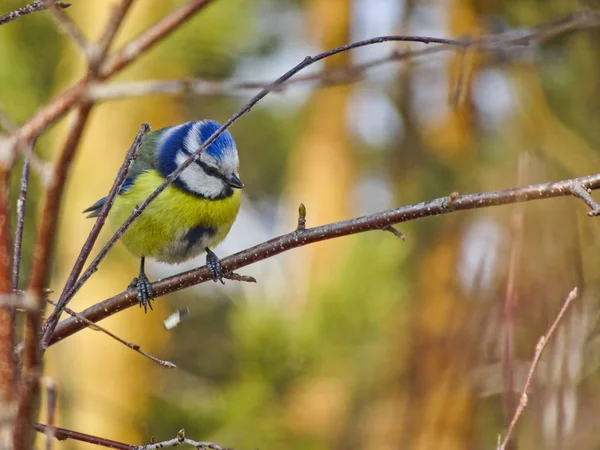 Bright Yellow Blue Bird Sits Tree Eurasian Blue Tit Cyanistes — 图库照片