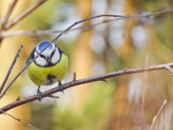 Parlak Sarı Mavi Kuş Bir Ağaçta Avrasya Mavi Baştankara Cyanistes — Stok fotoğraf