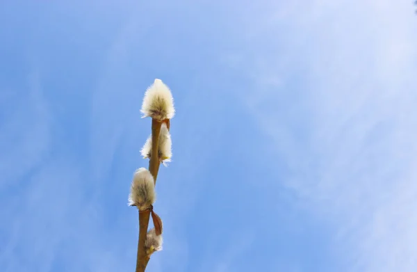 在蓝天的映衬下绽放的柳树 棕榈星期日 复活节 — 图库照片