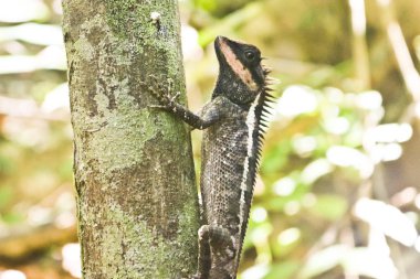 Bir dal üzerinde oturan bir agamid kertenkele Emma Gray'in orman kertenkele (Calotes emma) olduğunu
