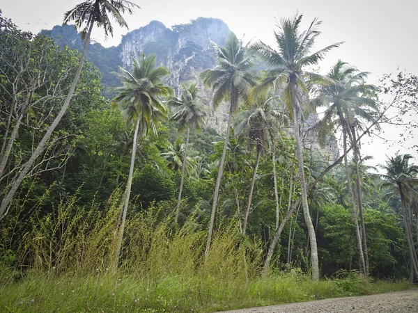 Selva Con Cocoteros Bajo Una Alta Montaña Rocosa Tailandia — Foto de Stock